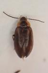 Odeles marginata