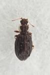 Cartodere nodifer