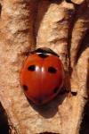 Coccinella septempunctata