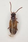Anthophagus bicornis