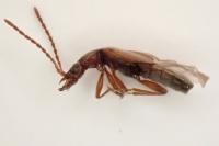 Anthophagus bicornis