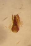 Anthophagus bicornis