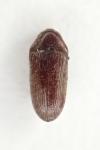 Aulonothroscus brevicollis