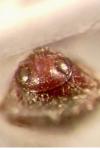 Aulonothroscus brevicollis
