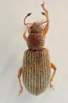 Polydrusus aeratus