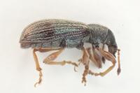 Polydrusus aeratus
