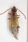 Anthophagus bicornis