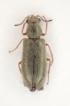 Danacea pallipes