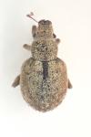 Strophosoma melanogrammum