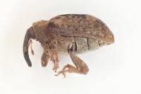 Stereonychus fraxini