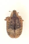 Stereonychus fraxini