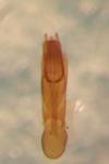 Microrhagus pygmaeus