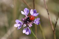 Coccinella septempunctata