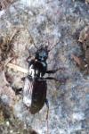 Pterostichus oblongopunctatus