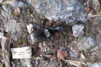 Pterostichus oblongopunctatus