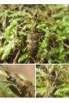 Rhagium mordax
