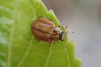 Aphidecta obliterata