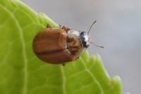 Aphidecta obliterata
