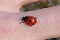 Coccinella septempunctata