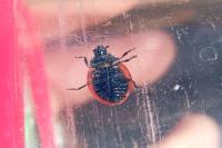 Coccinella septempunctata