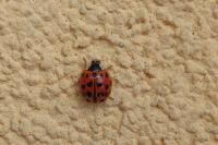 Harmonia axyridis