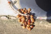 Harmonia axyridis