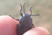Timarcha goettingensis