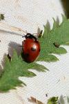 Coccinella quinquepunctata