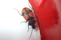 Panagaeus cruxmajor