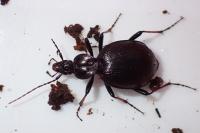 Cychrus attenuatus