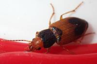 Diachromus germanus