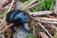 Anoplotrupes stercorosus