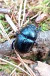 Anoplotrupes stercorosus