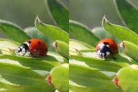 Coccinella septempunctata
