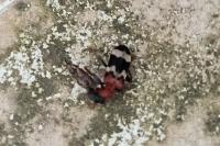 Thanasimus formicarius