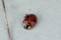 Adalia bipunctata