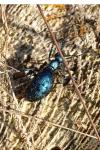Meloe violaceus