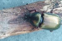 Platycerus caraboides