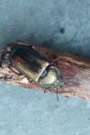 Platycerus caraboides