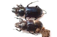 Platycerus caraboides