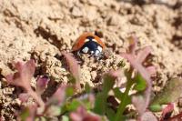 Coccinella septempunctata