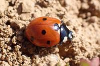 Coccinella septempunctata