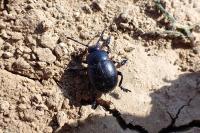 Timarcha goettingensis