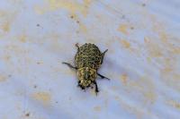 Trox perlatus