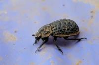 Trox perlatus