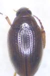 Haliplus flavicollis