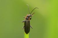 Cantharis pulicaria