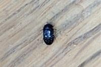 Attagenus pellio