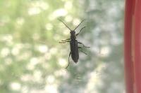 Cantharis pulicaria