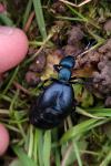 Meloe proscarabaeus